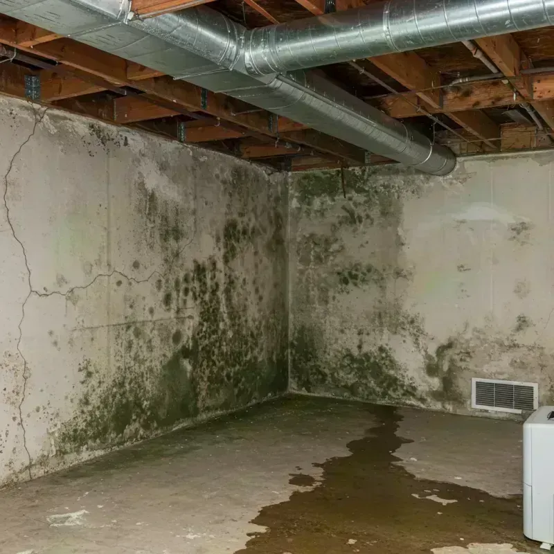 Professional Mold Removal in Shinnston, WV